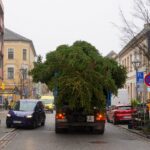 3 Weihnachtsbäume auf einen Streich in Bernau und Biesenthal 29 Bernau LIVE
