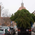 3 Weihnachtsbäume auf einen Streich in Bernau und Biesenthal 27 Bernau LIVE