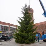 3 Weihnachtsbäume auf einen Streich in Bernau und Biesenthal 31 Bernau LIVE