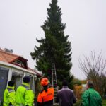 3 Weihnachtsbäume auf einen Streich in Bernau und Biesenthal 40 Bernau LIVE