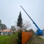 3 Weihnachtsbäume auf einen Streich in Bernau und Biesenthal 43 Bernau LIVE