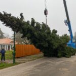 3 Weihnachtsbäume auf einen Streich in Bernau und Biesenthal 46 Bernau LIVE