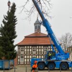 3 Weihnachtsbäume auf einen Streich in Bernau und Biesenthal 49 Weihnachtsbaum Biesenthal