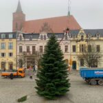 3 Weihnachtsbäume auf einen Streich in Bernau und Biesenthal 10 Bernau LIVE