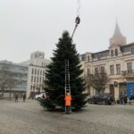 3 Weihnachtsbäume auf einen Streich in Bernau und Biesenthal 9 Bernau LIVE