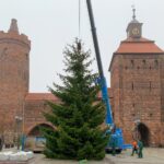 3 Weihnachtsbäume auf einen Streich in Bernau und Biesenthal 36 Weihnachtsbaum Bernau Steintor