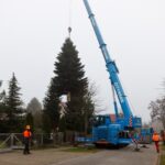 3 Weihnachtsbäume auf einen Streich in Bernau und Biesenthal 6 Bernau LIVE