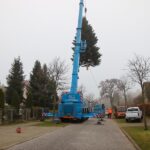 3 Weihnachtsbäume auf einen Streich in Bernau und Biesenthal 7 Bernau LIVE