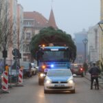 3 Weihnachtsbäume auf einen Streich in Bernau und Biesenthal 5 Bernau LIVE