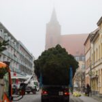 3 Weihnachtsbäume auf einen Streich in Bernau und Biesenthal 4 Bernau LIVE