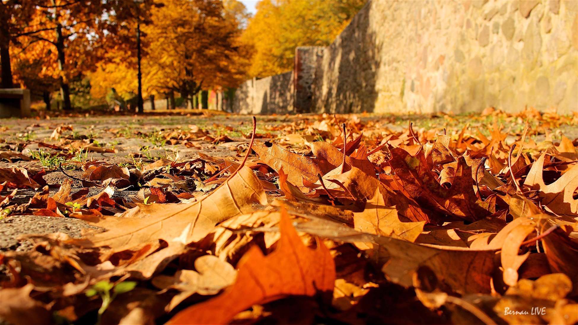 Herbst an der Stadtmauer in Bernau - Bernau LIVE
