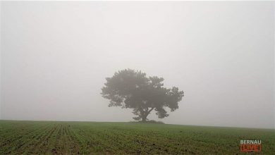 Nebel, Dezember, Bernau LIVE