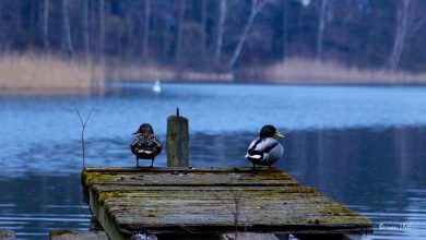 Wukensee, Natur, Bernau LIVE