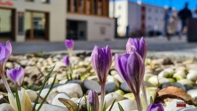 Bernau, Bernau bei Berlin, Bernau LIVE