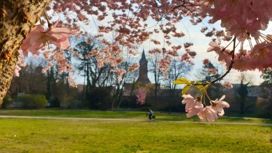 Bernau, Bernau bei Berlin, Bernau LIVE