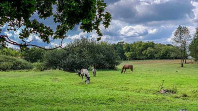 Biesenthal, Natur, Pferde