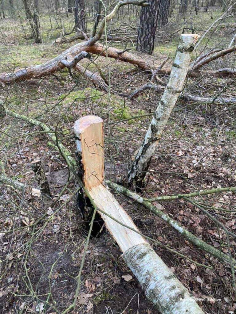 Schönower Heide: Sorge um Müll, Vandalismus, Partys, Massentourismus 20 Bernau LIVE