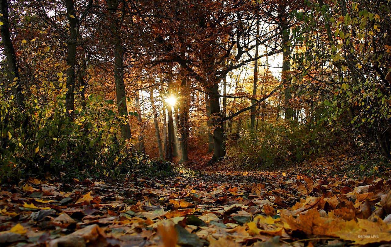 Bernau, Wald, Herbst,