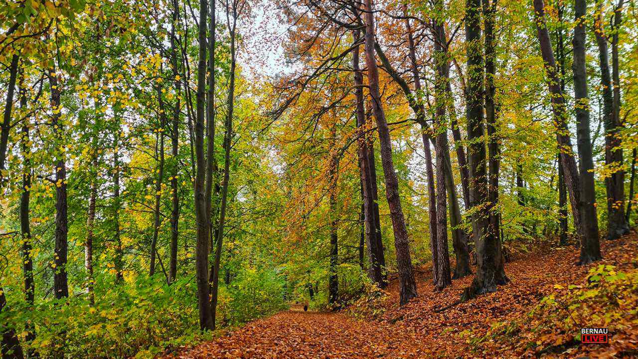 Wald Bernau November