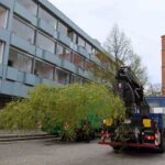 Bernau hat nun (wieder) seinen eigenen Maibaum 16 Bernau LIVE