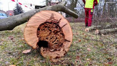 Bernau LIVE - Dein Stadtmagazin für Bernau bei Berlin