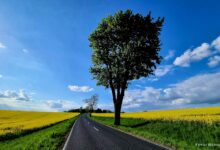 Wochenende – Infos, Tipps, Veranstaltungen in und um Bernau - Allee mit Raps, blauem Himmel und Baum am Straßenrand