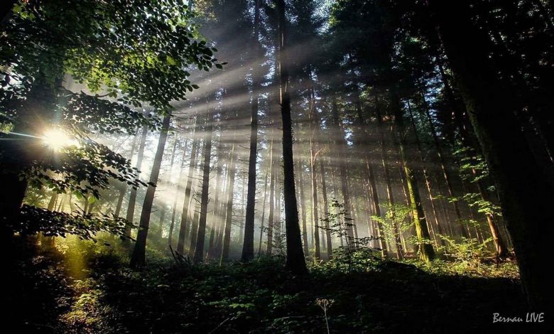 Bernau LIVE - Dein Stadtmagazin für Bernau bei Berlin