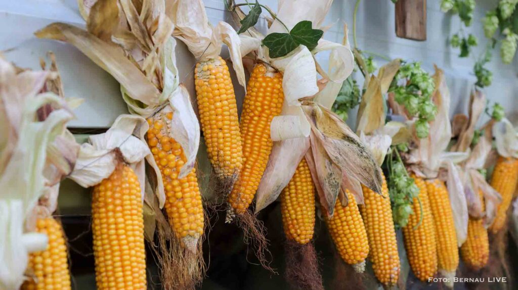 Grüntal feierte sein diesjähriges Erntefest mit wunderschönem Umzug 19 Bernau LIVE