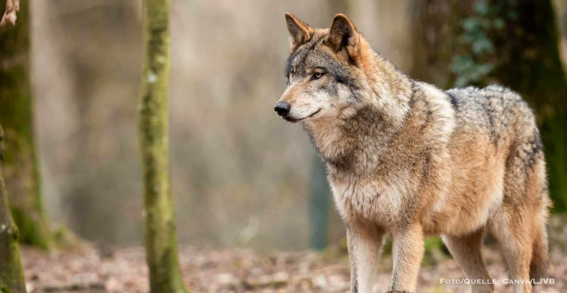 Landesjagdverband Wolf