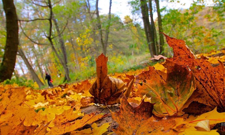 Bernau LIVE - Dein Stadtmagazin für Bernau bei Berlin