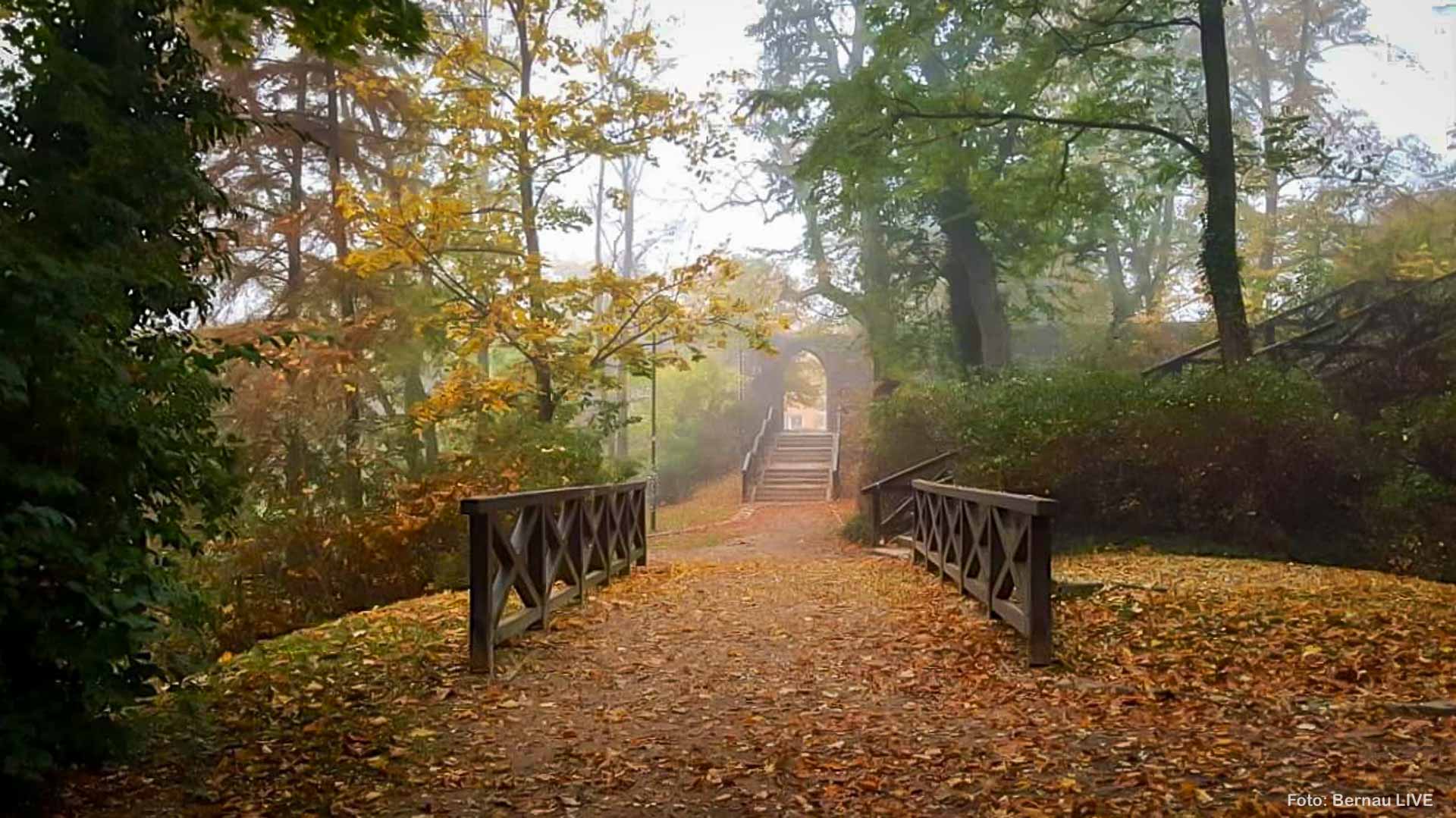 Herbst und Nebel Stadtpark Bernau
