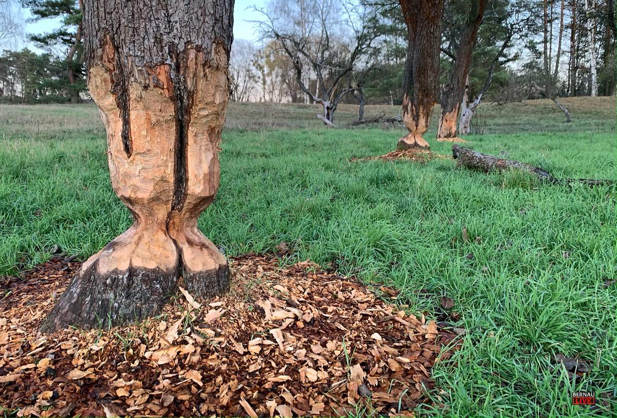 Barnim Panorama Wandlitz