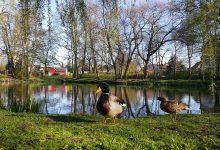 Stadt Bernau bittet, wildlebende (Stadt)Tiere nicht zu füttern