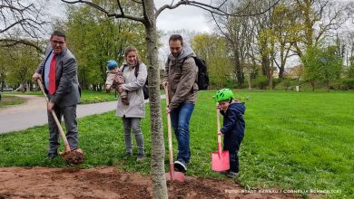 Eine Esskastanie zur Geburt von Emma im Bernauer Stadtpark