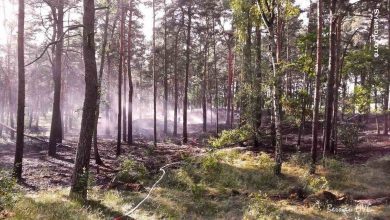 Vorsicht! Waldbrandgefahrenstufe 5 im Landkreis Barnim