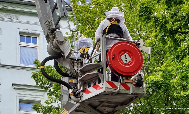 Bernau: Feuerwehr und Imker retten Bienenstock vom Baum