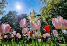 Habt einen sonnigen Sonntag und allen Müttern einen schönen Muttertag