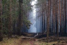 Waldbrände im Landkreis Barnim beschäftigen die Feuerwehren