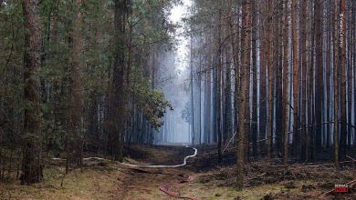 Waldbrände im Landkreis Barnim beschäftigen die Feuerwehren