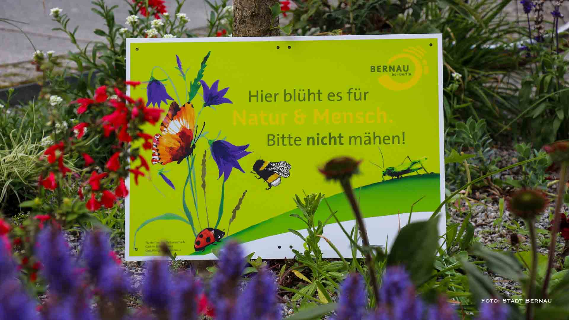 „Bitte nicht mähen!“ – Stadt Bernau verteilt kostenfreie Blühschilder