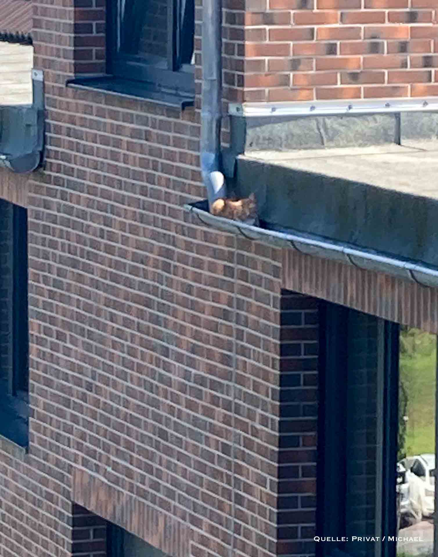 Feuerwehr rettet Katze vom Dach im Bernauer Panke-Park