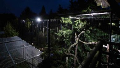 Nachts sind alle Katzen grau? Taschenlampen-Führungen im FELIDAE Wildkatzenzentrum