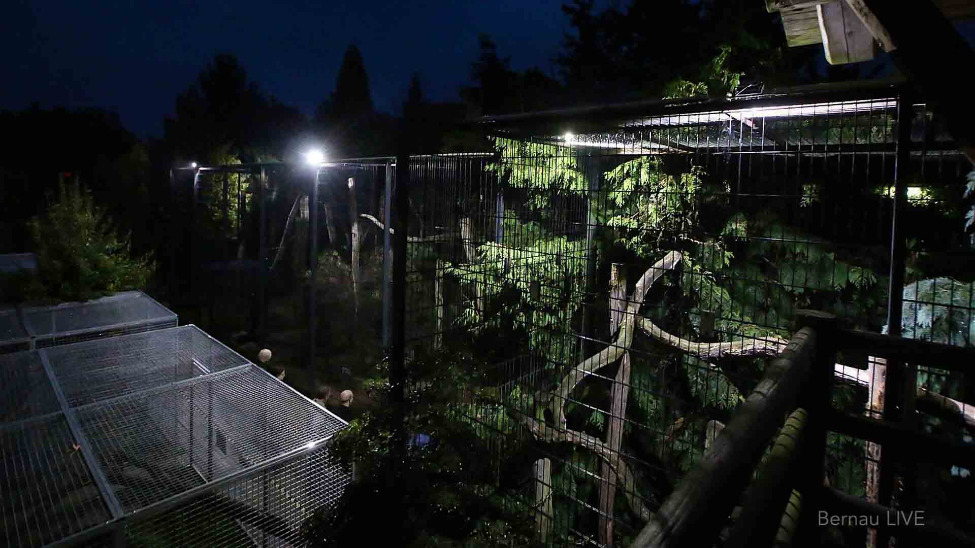 Nachts sind alle Katzen grau? Taschenlampen-Führungen im FELIDAE Wildkatzenzentrum