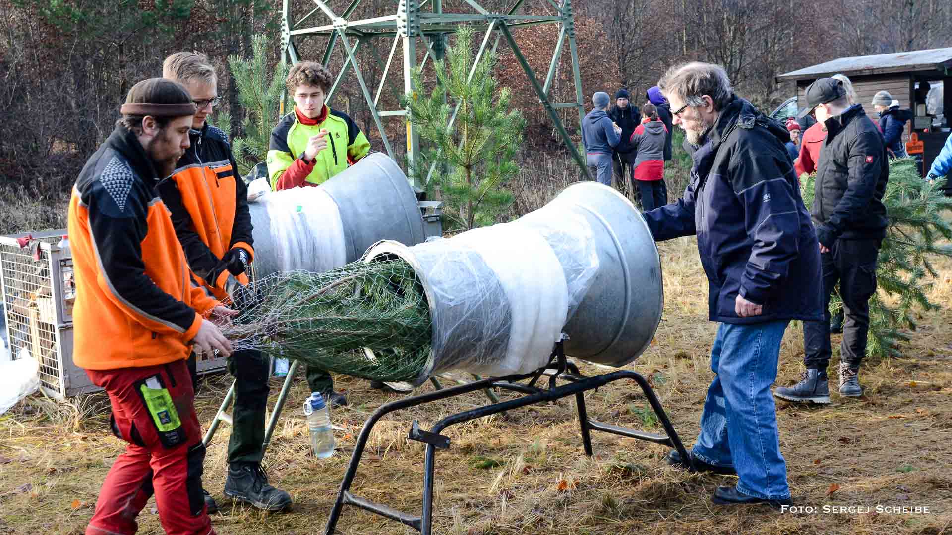 Knapp 500 Weihnachtsbäume wurden im Bernauer Stadtwald geschlagen