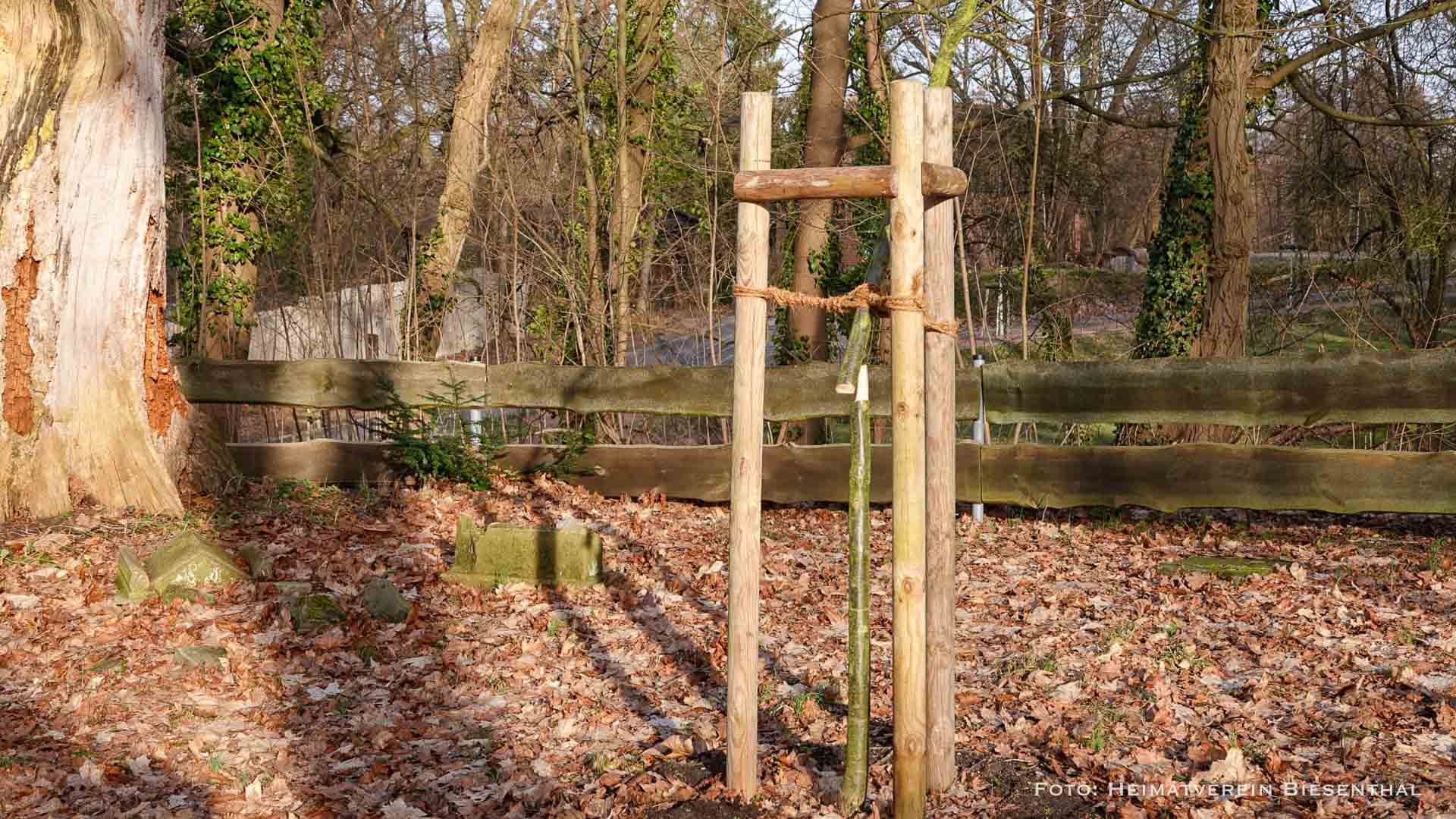 Biesenthal: Erinnerungsbaum auf Jüdischem Friedhof abgesägt