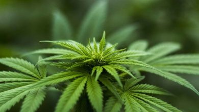 "Cannabis-Legalisierung - wie nun weiter in Praxis und Bernau?“