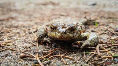 Krötenzäune am Gorinsee - Helfer zum Aufbau und zur Betreuung gesucht