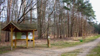 Gingko-Bäume zum zehnjährigen Jubiläum des FriedWald Bernau