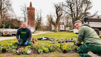 Bernau: Etwa 3.000 Frühblüher verschönern den Stadtpark sowie die Innenstadt
