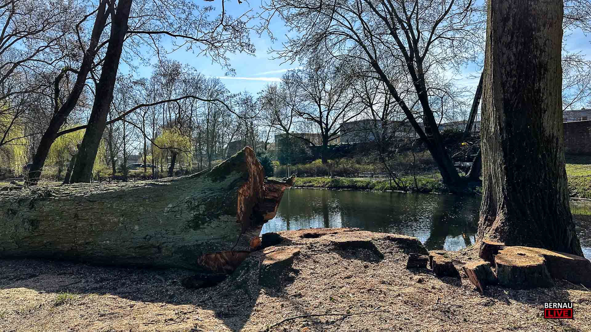 70-jähriger Baum am Bernauer Schwanenteich drohte umzufallen